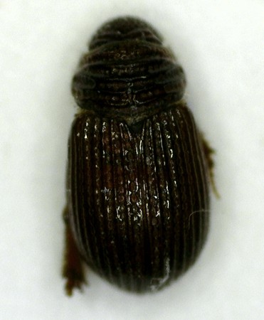 Psammodius seiferti Rakovič, 1993
